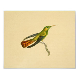 Impression Photo Vintage 1830 Hummingbird Imprimer rouge vert