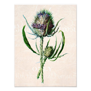 Impression Photo Vintage 1902 Scottish Thistle Old Wild Flower