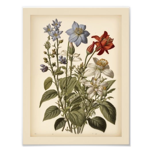 Impression Photo Vintage illustration of wildflowers (Devant)