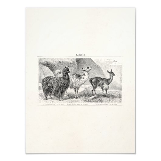 Impression Photo Vintage Llama Alpaca Modèle Llamas Alpacas (Devant)