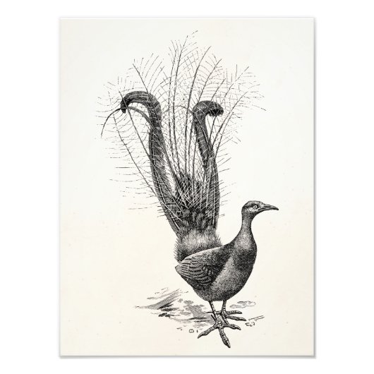 Impression Photo Vintage Lyre Bird Lyrebird Modèle d'illustration (Devant)