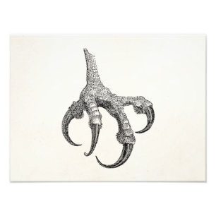 Impression Photo Vintage Osprey Claw Personnalisé Retro Bird Claws