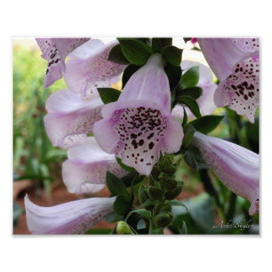 Impression Photo Violet Foxglove
