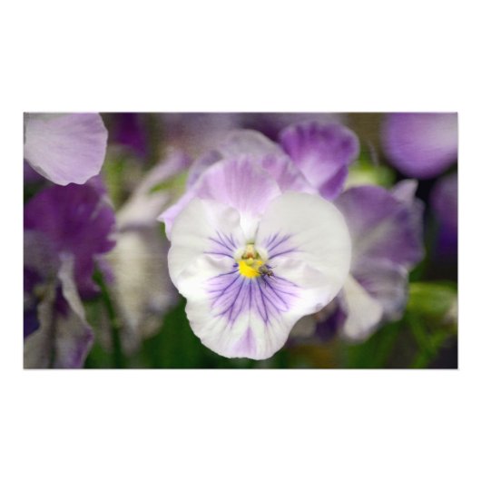 Impression Photo Violons violets et blancs par Shirley Taylor (Devant)