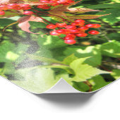 Impression Photo Viornes à feuilles d'aulne (Coin)