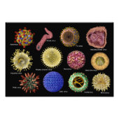 Impression Photo Virus (Devant)