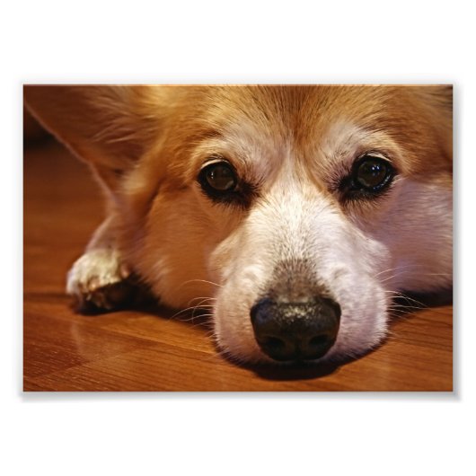 Impression Photo Visage de corgi (Devant)
