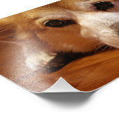 Impression Photo Visage de corgi (Coin)