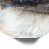 Impression Photo Visage de fourrure (Coin)