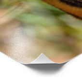 Impression Photo Visage de tigre (Coin)
