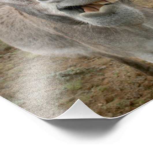 Impression Photo Visage idiot de l'âne (Coin)