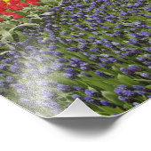 Impression Photo Voie de l'hyacinthe du raisin, des jonquilles (Coin)