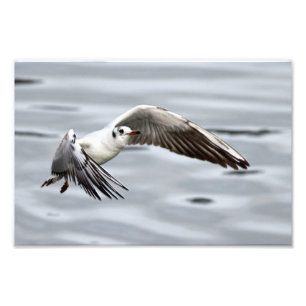 Impression Photo Vol Avian de la Mouette