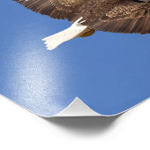 Impression Photo Vol d'aigle à tête blanche (Coin)