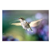 Impression Photo Vol de colibri (Devant)