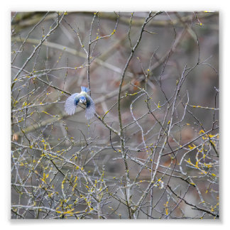 Impression Photo Vol de la mésange bleue