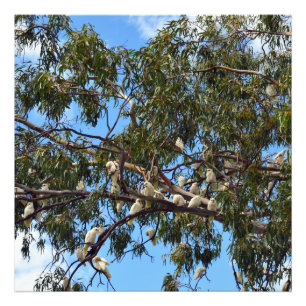 Impression Photo "Vol de la nature : Cockatoos australiens blancs