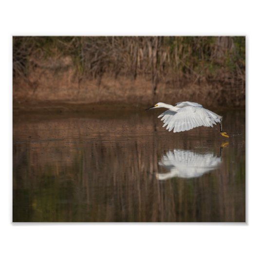 Impression Photo Vol de l'aigrette neigeuse (Devant)