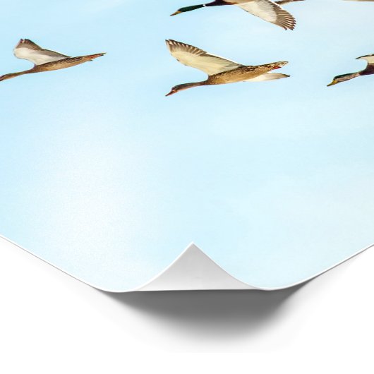 Impression Photo Vol de Mallards (Coin)