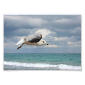 Impression Photo Vol Seagull (Devant)