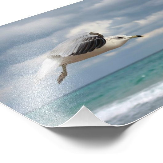 Impression Photo Vol Seagull (Coin)