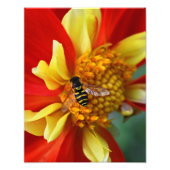 Impression Photo Vol stationnaire sur Collarette Dahlia (Devant)
