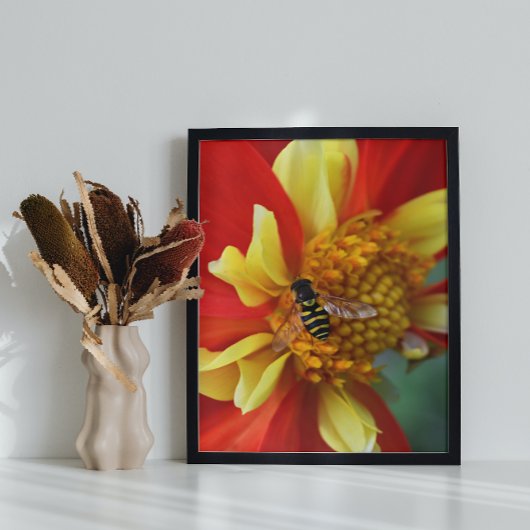 Impression Photo Vol stationnaire sur Collarette Dahlia