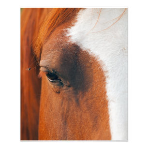 Impression Photo Voler Sur Un Oeil De Cheval