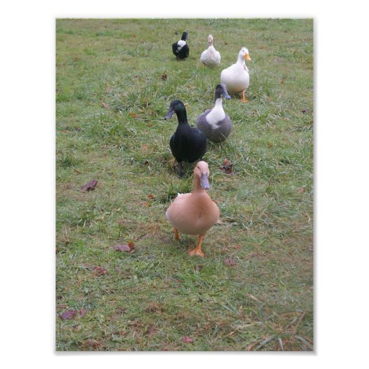 Impression Photo Vos canards sont-ils en ligne ? (Devant)