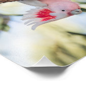 Impression Photo "Vous appelez ?" Photos de Cockatoo du major Mitch (Coin)