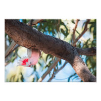 "Vous appelez ?" Photos de Cockatoo du major Mitch