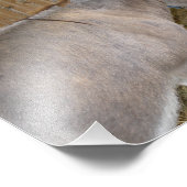 Impression Photo Vue latérale d'un âne à une foire du comté (Coin)