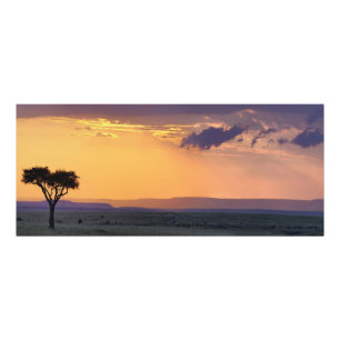 Impression Photo Vue panoramique d'un acacia isolé à
