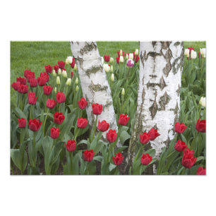 Impression Photo WA, vallée de Skagit, jardin de tulipes Roozengaar