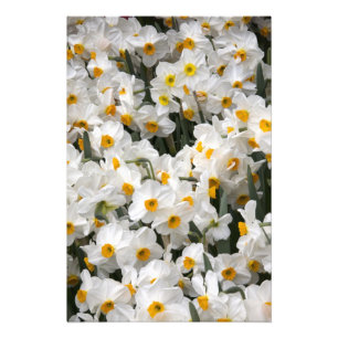 Impression Photo WA, vallée de Skagit, motif de jonquilles