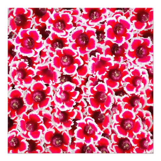 Impression Photo Weigela Florida Flowers (Devant)