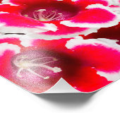 Impression Photo Weigela Florida Flowers (Coin)