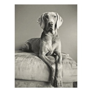 Impression Photo Weimaraner