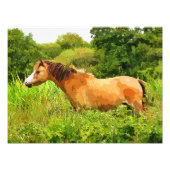 IMPRESSION PHOTO WELSH PONY (Devant)