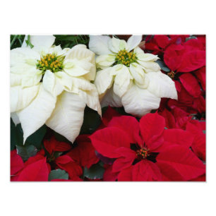 Impression Photo White and Red Poinsettias