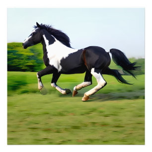Impression Photo White & Black Beauty Horse Galloping in Nature