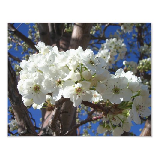 Impression Photo White Blossoms II (Devant)