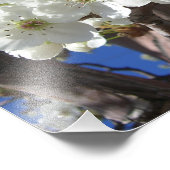 Impression Photo White Blossoms II (Coin)