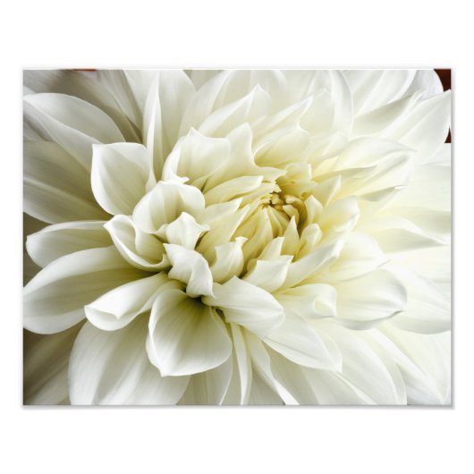 Impression Photo White Dahlia Sepia Dahlia Closeup Modèle (Devant)