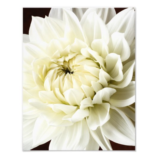 Impression Photo White Dahlia Sepia Dahlia Closeup Modèle (Devant)