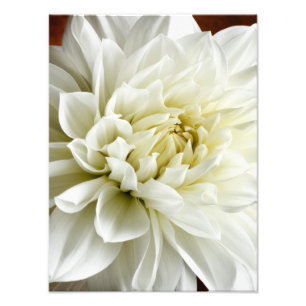 Impression Photo White Dahlia Sepia Dahlia Closeup Modèle
