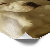 Impression Photo White Pitbull Terrier (Coin)