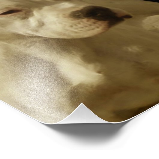 Impression Photo White Pitbull Terrier (Coin)