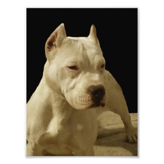 Impression Photo White Pitbull Terrier (Devant)