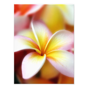 Impression Photo White Plumeria Frangipani Hawaii Flower Hawaiian